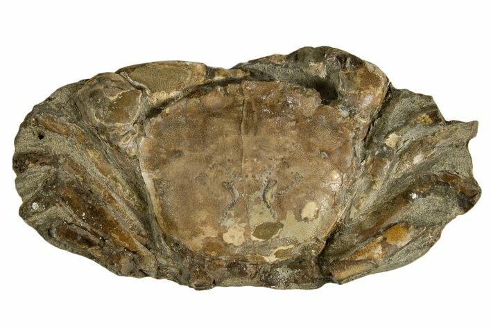 Oligocene Fossil Crab (Branchioplax) - Washington State #338073